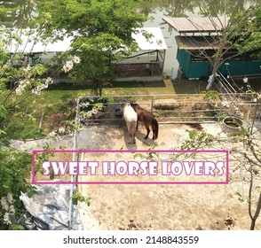 photo, vector, two horses in love
