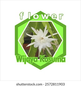 Photo of the Wijaya Kusuma flower to introduce the various types of plants available