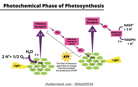Photochemical phase of photosynthesis. Biological vector illustration diagram scheme. Conversion of light, water, carbon dioxide, oxygen and sugars. Vector illustration. Didactic illustration.