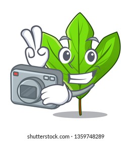 Photographer sassafras leaf in the mascot pots