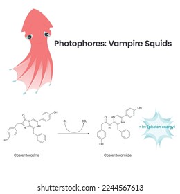 Photophore chemical bioluminescence in vampire squid vector illustration infographic