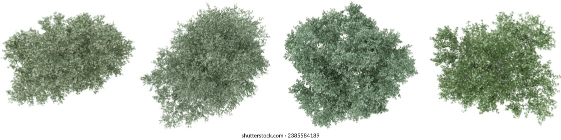 Photorealistic 3D render of Populus sect. Aigeirostrees in autumn on transparent background, best for illustration, digital composition,Top view,architecture visualization
