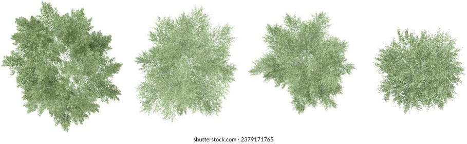 Photorealistic 3D render of  Silver birch trees in autumn on transparent background, best for illustration, digital composition, architecture visualization