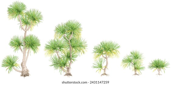 photorealistic 3D rendering of Dracaena cochinchinensis trees in transparent background