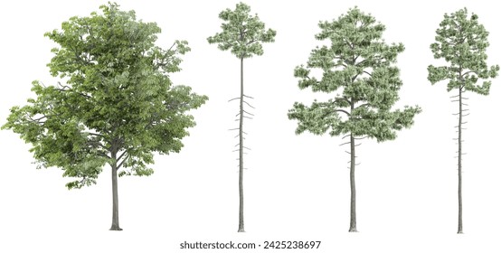 photorealistic 3D rendering of fir tree in transparent background
