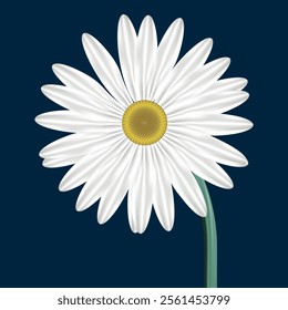 Photorealistic daisy, white petals, yellow center, dark blue background, high contrast, detailed, macro photography, botanical illustration.