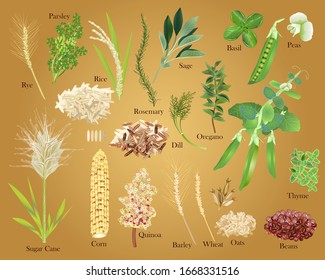 Photo-Realistic Grains, Legumes and Herbs Vector Kit - Isolated and arrangeable for print, web, apps, media