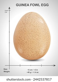 Photorealistic guinea fowl egg with data and dimensions