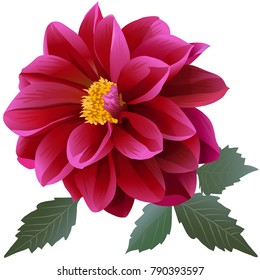 Photorealistic red dahlia flower with four leaves. Close-up
