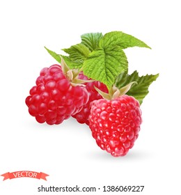 Photorealistic red raspberry Bush vector with green leaves isolated on white background.Drawing technique of gradient mesh
