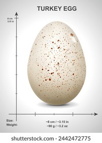 Photorealistic turkey egg with data and dimensions