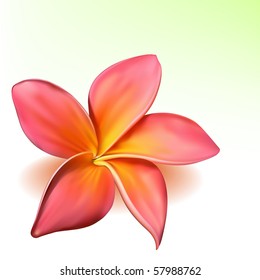 Photo-realistic vector beautiful pink plumeria flower