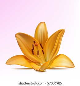 Photo-realistic vector beautiful yellow lily