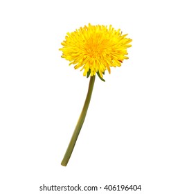 Photorealistic vector. Dandelion on a white background.  mesh