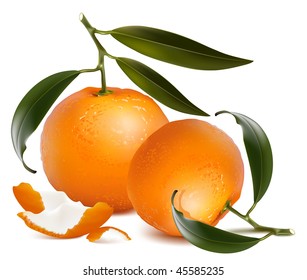Photo-realistic vector. Fresh tangerine fruits with green leaves and tangerine peel.
