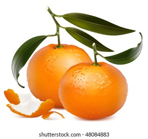 Photo-realistic vector. Fresh tangerine fruits with green leaves and tangerine peel.