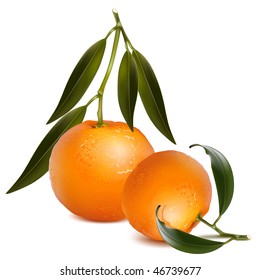 Photo-realistic vector. Fresh tangerine with green leaves.