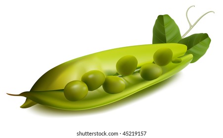 Vector fotorealista. Garzas verdes.