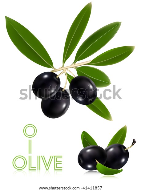 Photorealistic Vector Illustration Black Olives Leaves Stock Vector ...