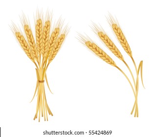 Photo-realistic vector illustration. Ears of wheat isolated on white