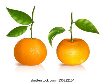 Photo-realistic vector illustration. Fresh tangerine fruits with green leaves.