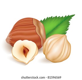 Photo-realistic vector illustration. Hazelnuts with laeves.