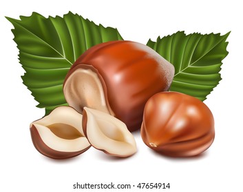 Photo-realistic vector illustration. Hazelnuts with leaves.