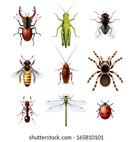 Photo-realistic vector illustration of nine colorful insects