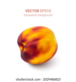 Photo-realistic vector illustration of peach with shadow isolated on white background. Realistic hand made mesh. 
