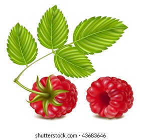 Photo-realistic Vector illustration of ripe raspberry.