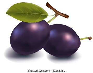 Photo-realistic vector illustration. Two plums with leaves.
