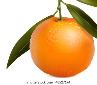 Photo-realistic vector. Mandarin with leaves.