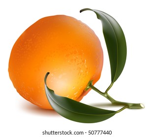Photo-realistic vector. Mandarin with leaves. Illustration contains elements with the effect of transparency. EPS10.