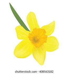 Photorealistic vector. Narcissus, top view. Sheet.