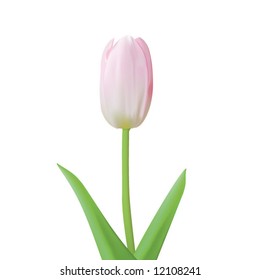 fotorealistische Tulpenvektorgrafik