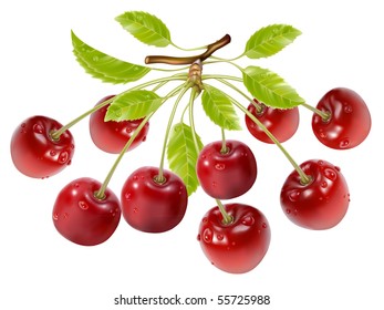 Photo-realistic vector.Branch of ripe cherries with water drops and leaves.