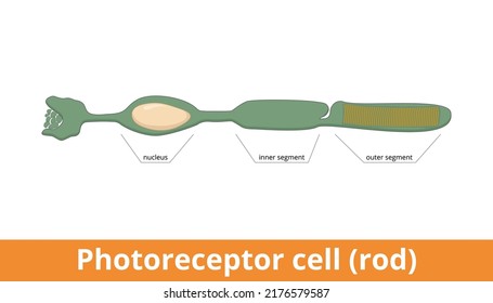 Photoreceptor Cell (rod). Anatomy Of A Rod, Including The Nucleus, Inner And Outer Segments, And Membrane Disks.