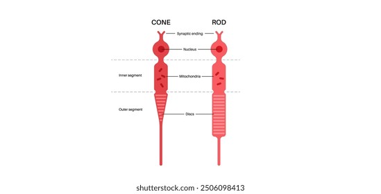 Photoreceptors anatomical poster. Cells in the retina that respond to light. Cones, rods and pancakelike disks structure. Human vision system medical banner flat vector illustration