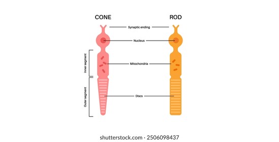 Photoreceptors anatomical poster. Cells in the retina that respond to light. Cones, rods and pancakelike disks structure. Human vision system medical banner flat vector illustration
