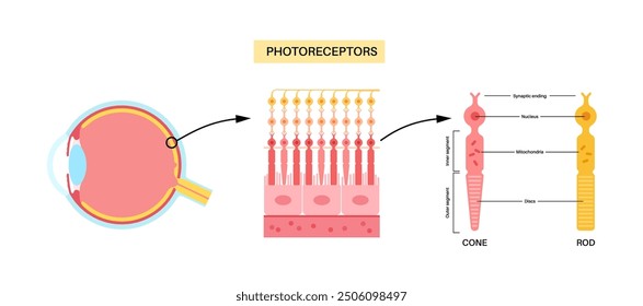 Photoreceptors anatomical poster. Cells in the retina that respond to light. Cones, rods and pancakelike disks structure. Human vision system medical banner flat vector illustration