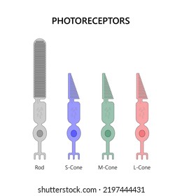 Los fotorreceptores son las células de la retina que responden a la luz