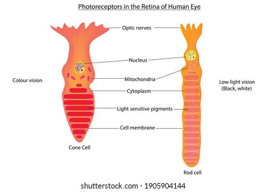 Photoreceptors in the retina of human eye (light sensitive rod and cone cells in human eye, cone rod and cell structure, photosensitive eye cells, optics nerves, photosensitive ganglion cells  