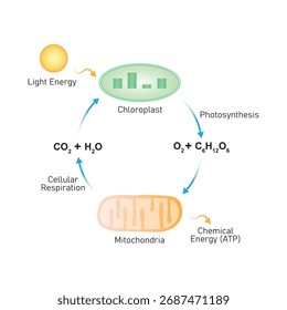 Photorespiration Process Science Design. Vector Illustration.