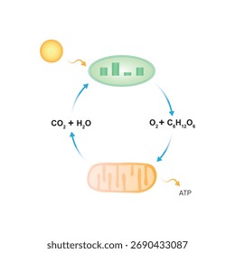 Photorespiration Process Science Design. Vector Illustration.