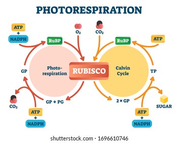 Photorespiration vector illustration. Diagram with oxidative photosynthetic carbon cycle. Rubisco, photorespiration and Calvin cycle explanation infographic.