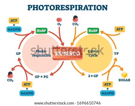 Photorespiration vector illustration. Diagram with oxidative photosynthetic carbon cycle. Rubisco, photorespiration and Calvin cycle explanation infographic. Stock photo © 