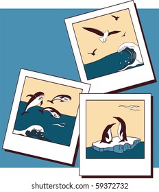 Photos from a trip on which penguins, seagulls and whales are photographed