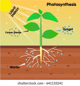 photosynthesis