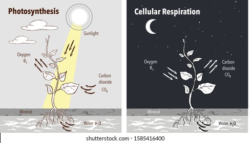 Cellular Respiration High Res Stock Images Shutterstock