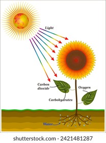 Photosynthesis is a biological process used by many cellular organisms to convert light energy into chemical energy,